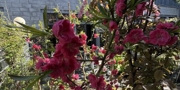 Rückansicht vom Gartenbereich