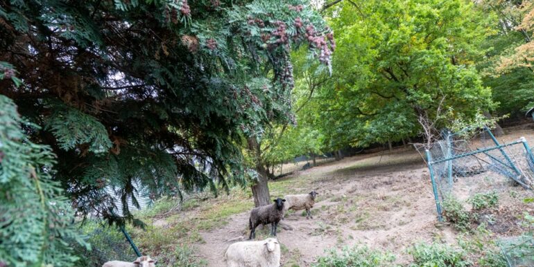 Hier weiden bereits Schafe